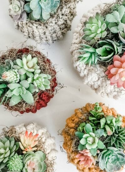A group of succulents on a white surface.