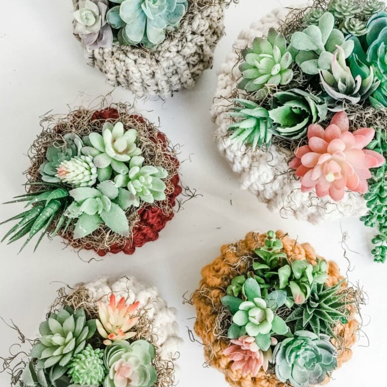 A group of succulents on a white surface.