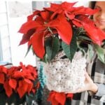 Learn how to create a stunning Poinsettia crochet pattern with our step-by-step video tutorial.